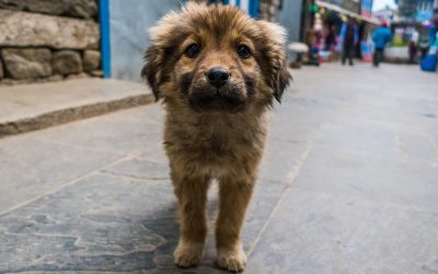 Câinii străzii și suferințele lor: înțelegerea situației și cum îi putem ajuta