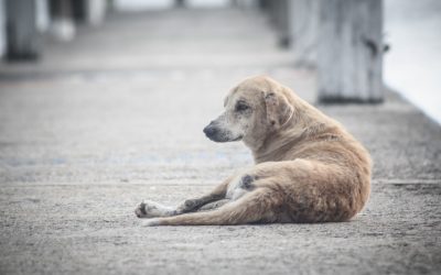 Explozie de cazuri de Jigodie în Cernavodă. Vaccinați-vă câinii pentru a-i salva!